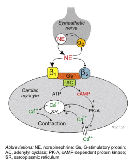 beta blocker reversal|Beta blocker poisoning .